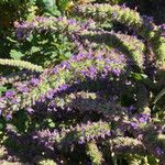 Agastache rugosa Flower