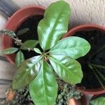 Pereskia aculeata Yaprak