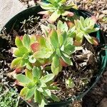 Echeveria macdougallii Blatt