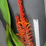 Pitcairnia brittoniana Цветок