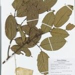 Lithocarpus coopertus Kita