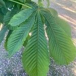 Aesculus hippocastanum Leaf