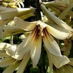 Cardiocrinum giganteum Květ