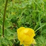 Trollius europaeusŽiedas