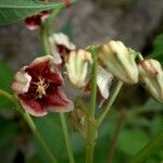 Manihot leptophylla Fleur