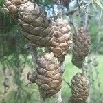 Larix deciduaFruit