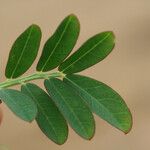 Indigofera hirsuta Hoja