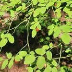 Vaccinium parvifolium Leaf