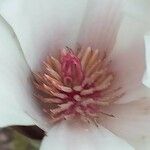 Magnolia cylindrica Blomma