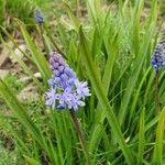 Hyacinthoides italica ফুল