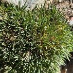 Dianthus subacaulis Blatt