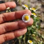 Erigeron quercifolius Λουλούδι