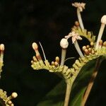 Guettarda combsii 花