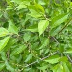 Lonicera maackiiLeaf