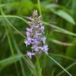 Gymnadenia borealis Flor