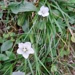 Parnassia palustrisÇiçek