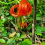 Lilium pomponium Flower