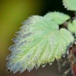 Galeopsis pyrenaica Leaf