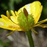 Ranunculus auricomus Fruit