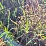 Eragrostis papposa Кветка