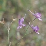 Delphinium pubescens 花