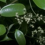 Sparattanthelium wonotoboense Bleunienn