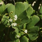 Jacquinia arborea Virág