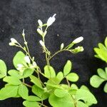 Boenninghausenia albiflora Habitus