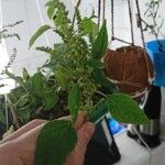 Amaranthus tortuosus Blatt