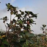 Rhododendron maddenii Habit