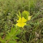 Oenothera parvifloraÕis