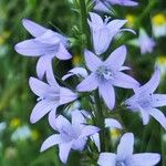 Campanula patulaफूल