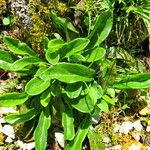 Globularia nudicaulis Leaf