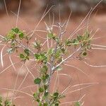 Cercocarpus montanus Foglia