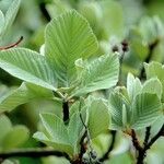 Aria edulis Leaf