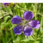 Geranium sylvaticum Fleur