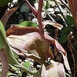 Tulipa sylvestris Hoja