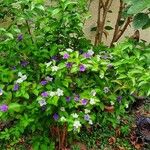 Brunfelsia uniflora Bloem