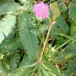 Mimosa pudica Blomst