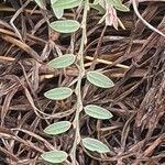 Phyllanthus suffrutescens Hostoa