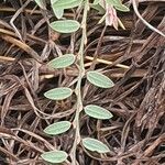 Phyllanthus suffrutescens Folha