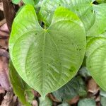 Dioscorea alata Leaf