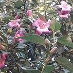 Lagunaria patersonia Kwiat