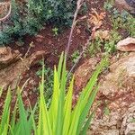 Crocosmia paniculata 花