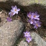 Crocus corsicus Flower