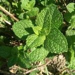 Mentha suaveolens Levél