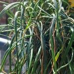 Armeria multiceps Hoja