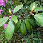 Rhododendron catawbiense ഇല