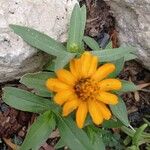 Zinnia angustifolia Blomst