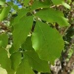 Fraxinus chinensis Fuelha